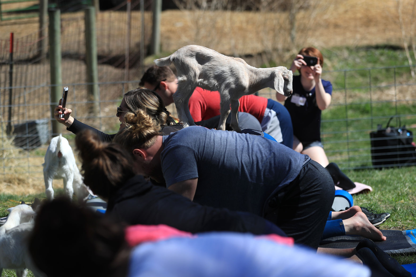 Namaste Goat Yoga